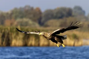 Baltic Sea Birds Drucke: White-tailed eagle