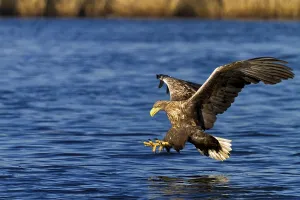 Baltic Sea Wildlife Photography Drucke: White-tailed eagle