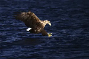 Ecological Conservation Efforts Drucke: White-tailed eagle