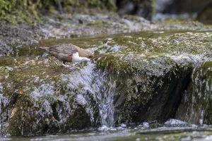Wild Animal Ingestion Behavior Drucke: White-throated Dipper (Cinclus cinclus)