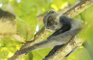 Old World Primates Drucke: White-throated Monkey (cercopithecus albogularis) in a tree