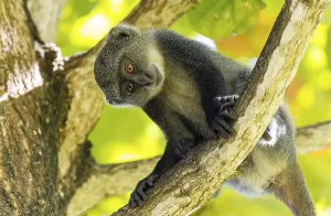 East Africa Primates Drucke: White-throated Monkey (cercopithecus albogularis) in a tree