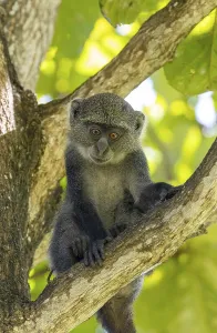 African Wildlife Monkey Drucke: White-throated Monkey (cercopithecus albogularis) in a tree