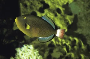 Marine Animals Drucke: Widow triggerfish, redtail triggerfish