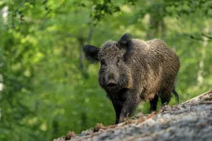 European Wild Boars Drucke: Wild boar (Sus scrofa), sow, Volcanic Eifel