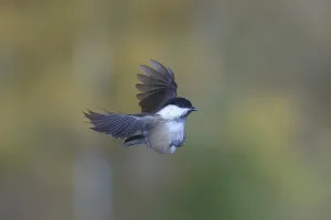Gerahmter Druck : Weidenmeise (Parus montanus) im Flug. Gerahmter Druck : Weidenmeise (Parus montanus) im Flug.