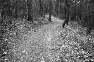 Winding Forest Path Drucke: Winding forest path with sparse trees