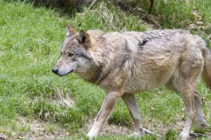 Uninhabited Wilderness Drucke: Wolf