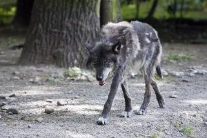 Natural Environments Photos Drucke: Wolf