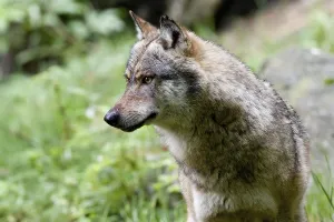 Predator Animal Wildlife Photography Drucke: wolf