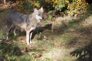 Gray Wolf Habitat Drucke: wolf