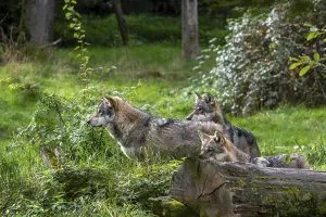 Eurasian Wolf Pack Drucke: Wolf pack of three Eurasian wolves