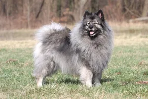 Purebred Dog Standing Drucke: Wolf spitz, Wolf spitz