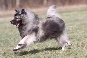 Purebred Dog Breeds List Drucke: Wolf spitz, Wolf spitz