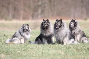 Mammalian Domestic Animals Drucke: Wolf tip, Wolfspitz