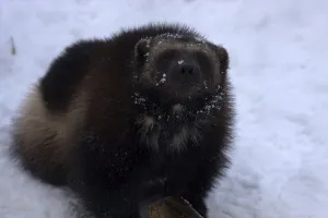 Natural Fauna Photography Drucke: Wolverine (Gulo gulo)