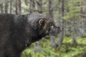 Autumn Forest Landscape Photo Drucke: Wolverine (Gulo gulo), glutton
