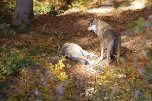Gray Wolf Images Drucke: wolves