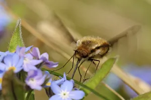 Wildlife Habitat Drucke: Woollen float