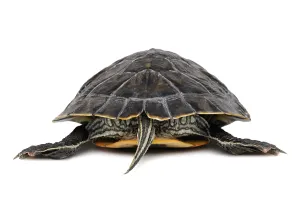 Empty Beach Scenes Drucke: Yellow Bellied Turtle (Trachemys scripta scripta)
