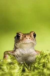 Bufo Bufo Species Drucke: Young Common Toad (Bufo bufo)