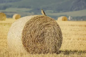 Young Birds In Nature Drucke: The Young Falcon On A Haystack