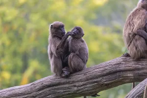 Primate Animal Images Drucke: Two young Gelada (Theropithecus gelada)