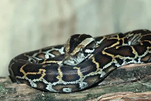 Scaled Reptile Wildlife Photography Drucke: Young Indian burmese python (Python molurus bivittatus)