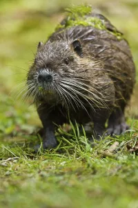 Junges Nüttchen (Myocastor coypus)