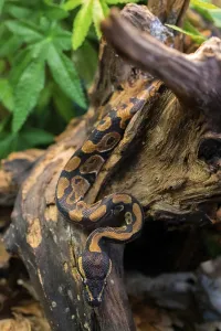 Natural Environment Wildlife Photo Drucke: Young python on tree in jungle