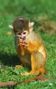 Juvenile Mammal Pictures Drucke: Young Squirrel Monkey (Saimiri sciureus)