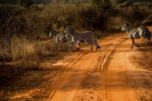 Kenya Savannah Animals Drucke: Zebra