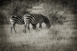 Black And White Stripes Drucke: Zebra