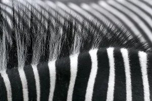 Zebra Crossing Drucke: Zebra backs