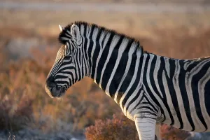Africa Travel Images Drucke: Zebra, Namibia