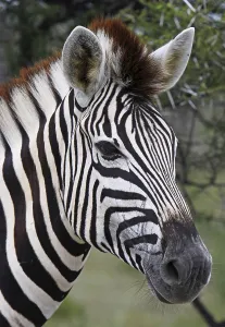 Uninhabited Savannah Landscapes Drucke: Zebra, Steppenzebra, Etosha, Namibia
