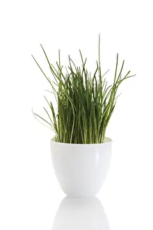 Indoor Leafy Plant Drucke: Pot of chives