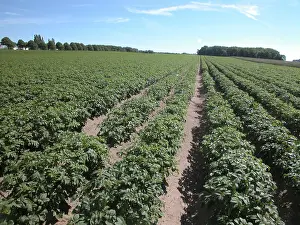 Potato Field Drucke: Potato field