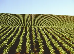 Deserted Farmland Scenes Drucke: Potato field
