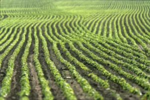 Deserted Farmland Photography Drucke: Potato field