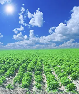 Farmland Landscape Drucke: Potato field
