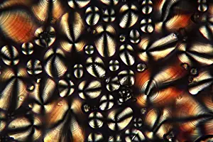 Polarised Light Microscopy Drucke: Potato starch under the microscope and in polarised light