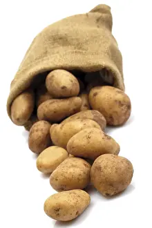 Still Life Studio Drucke: Potatoes rolling out of a linen sack