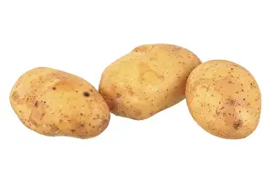 Exposed Studio Background Photo Drucke: Potatoes, Sieglinde variety