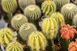 Decorative Plant Arrangements Drucke: Many potted cacti in the shop detail