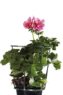 Geraniaceae Family Drucke: Potted Geranium