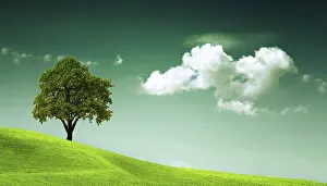 Oak Tree Images Drucke: The power of the natural environment