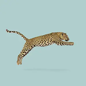 Deserted Zoo Animal Drucke: Powerful leopard leaping through the air
