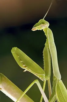 Uninhabited Landscape Photo Drucke: Praying mantis against a green background