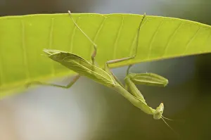 Green Background Image Drucke: Praying mantis against a green background